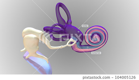 In the inner ear, sound waves move into a fluid-filled, spiral bone called the cochlea. In the inner ear, sound waves move into a fluid-filled, spiral bone called the cochlea. 104005126