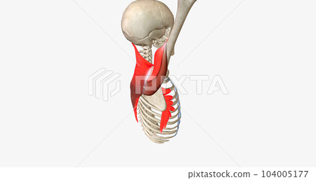 Arm Elevation and Shoulder Rotation Arm Elevation and Shoulder Rotation 104005177