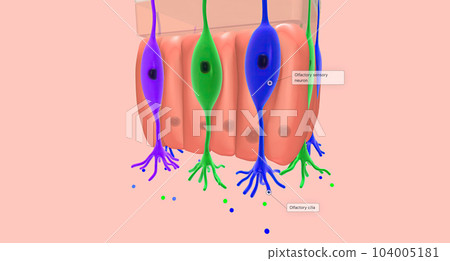 Odorant molecules bind to receptors located on the cilia of olfactory sensory neurons. 104005181