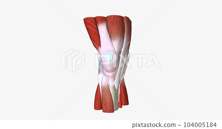 When a tendon is weakened by age or overuse, trauma can cause it to rupture. 104005184