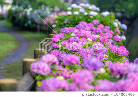 Hydrangea in Ayanan Park 104005496