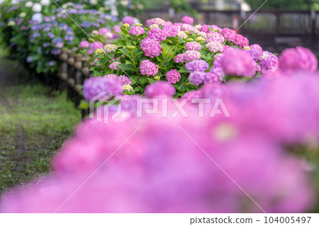 Hydrangea in Ayanan Park Hydrangea in Ayanan Park 104005497