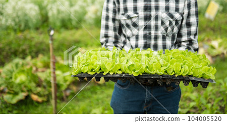 farmers hand harvest fresh salad vegetables in hydroponic plant system farms in the greenhouse . farmers hand harvest fresh salad vegetables in hydroponic plant system farms in the greenhouse . 104005520