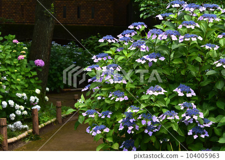 Small diameter which hydrangea blooms Small diameter which hydrangea blooms 104005963