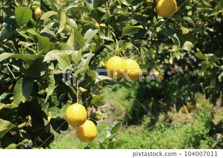 Setonai lemon Setonai lemon 104007011