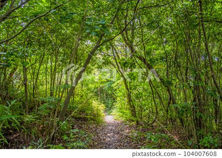 [Outdoor image] Promenade through the forest 104007608