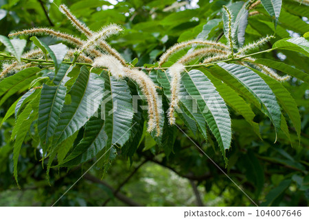 板栗花 板栗花 104007646