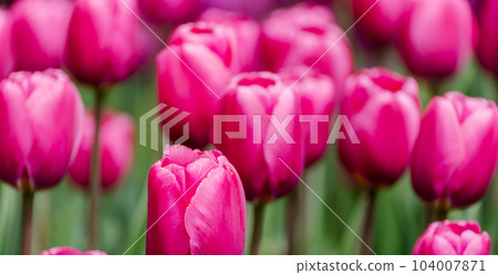 Pink tulips spring blossoming, bokeh flower background, pastel and soft floral card, selective focus 104007871