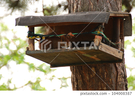 Low angle shot of a squirrel climbing around a wooden bird house on a tree 104008387
