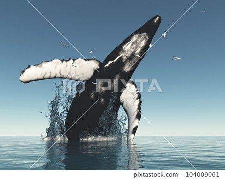 Humpback whale jumps out of the water 104009061