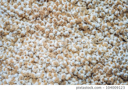 White garlic pile texture. Fresh garlic on market table closeup photo. Vitamin healthy food spice image. Spicy cooking ingredient picture. Pile of white garlic heads. White garlic head heap top view White garlic pile texture. Fresh garlic on market table closeup photo. Vitamin healthy food spice image. Spicy cooking ingredient picture. Pile of white garlic heads. White garlic head heap top view 104009123