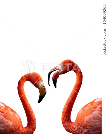 two Flamingo portrait isolated on white background two Flamingo portrait isolated on white background 104009266