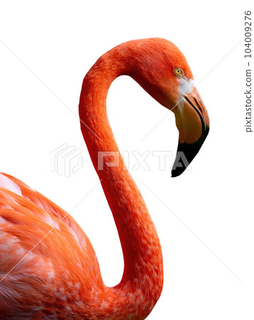Flamingo portrait isolated on white background 104009276