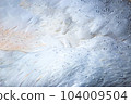 Abstract background of close-up macro shot of swan feathers with water droplets 104009504