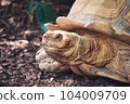 Close-up animal portrait shot of a giant Galapagos tortoise 104009709