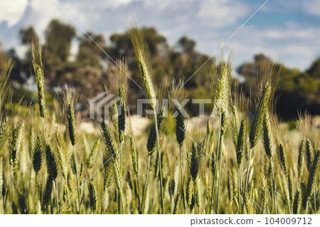 Sheaves of green wheat in an agricultural field in the countryside 104009712