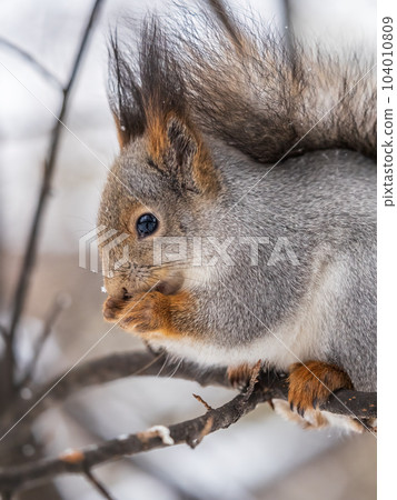 The squirrel with nut sits on tree in the winter or late autumn. Portrait of the squirrel close-up 104010809