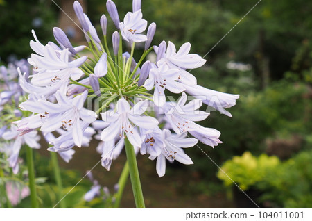 Agapanthus exudes coolness 104011001