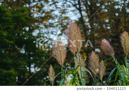 Phyllanthus perforatum Phyllanthus perforatum 104011225