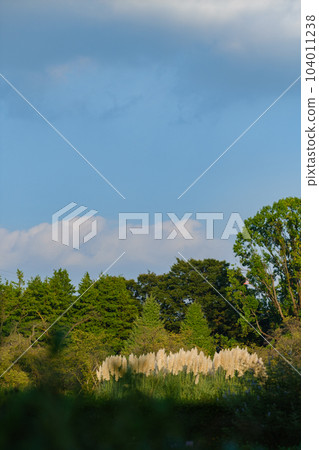 Autumn sky and Pampasgrass 104011238