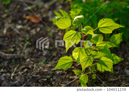 bright leaves 104011239