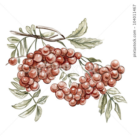 Autumn illustration of a red rowan. Hand drawn illustration of autumn. Perfect for scrapbooking, kids design, wedding invitation, posters, greetings cards, party decoration. Autumn illustration of a red rowan. Hand drawn illustration of autumn. Perfect for scrapbooking, kids design, wedding invitation, posters, greetings cards, party decoration. 104011467