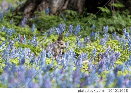 Yezo squirrel Dogtooth violet and Ezo Corydalis Yezo squirrel Dogtooth violet and Ezo Corydalis 104011658