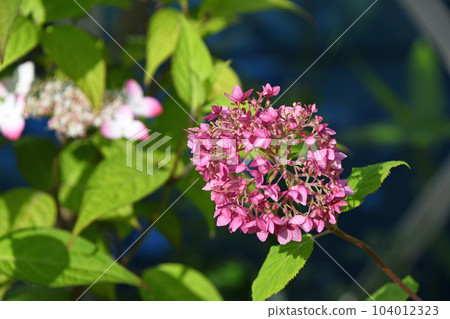 Hydrangea (hydrangea) Hydrangea (hydrangea) 104012323