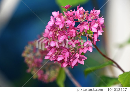 Hydrangea (hydrangea) Hydrangea (hydrangea) 104012327