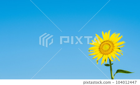 向日葵 向日葵 104012447