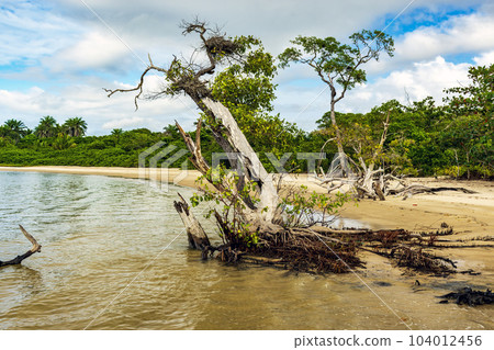 Dry and twisted trees where the mangrove meets the sea Dry and twisted trees where the mangrove meets the sea 104012456