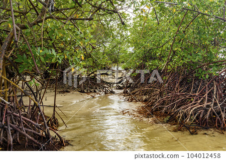 Mangrove vegetation where the river meets the sea Mangrove vegetation where the river meets the sea 104012458