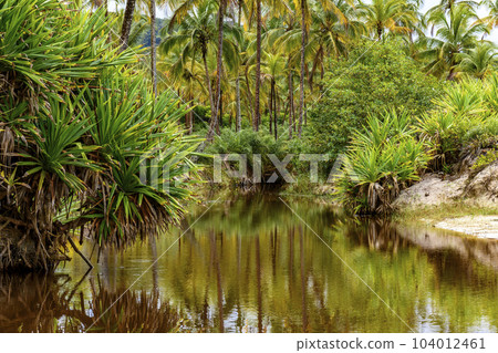 River through the vegetation of the rainforest going towards the sea River through the vegetation of the rainforest going towards the sea 104012461