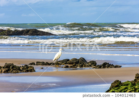 White egret perched on the beach with waves and rocks White egret perched on the beach with waves and rocks 104012463