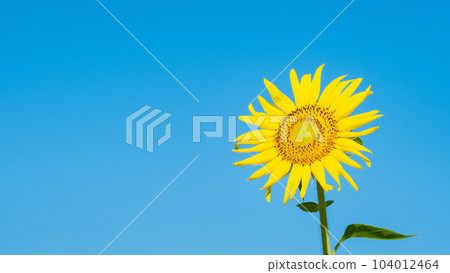 sunflower sunflower 104012464