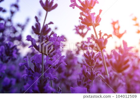 Lavender flower field closeup on sunset, fresh purple aromatic flowers for natural background. Design template for lifestyle illustration. Violet lavender field in Provence, France. 104012509