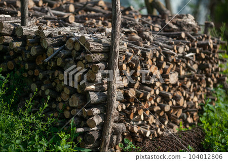 Prepared for the winter woodpile 104012806