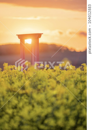 Abira Town Canola Flower Field Sunset 104012883