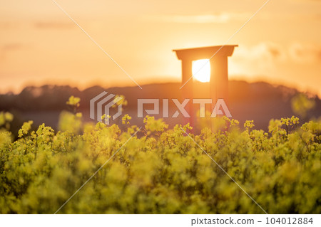 Abira Town Canola Flower Field Sunset 104012884