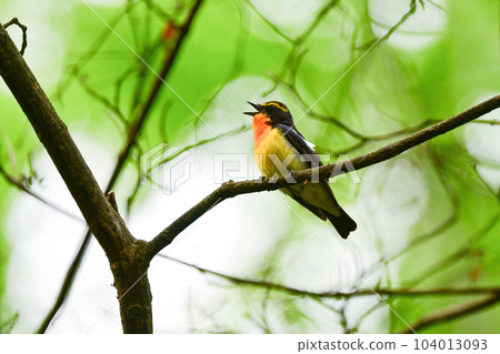 美麗的黃橙色黑色捕蠅器為 Tateshina 和 Karuizawa 的初夏森林增添色彩 104013093
