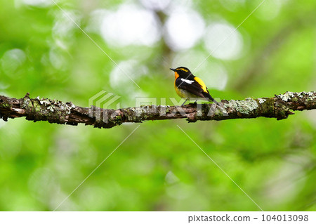 美麗的黃橙色黑色捕蠅器為 Tateshina 和 Karuizawa 的初夏森林增添色彩 104013098