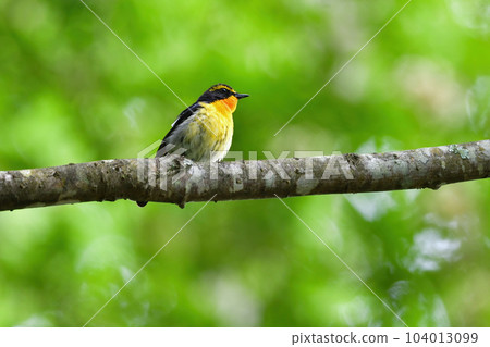 美麗的黃橙色黑色捕蠅器為 Tateshina 和 Karuizawa 的初夏森林增添色彩 104013099