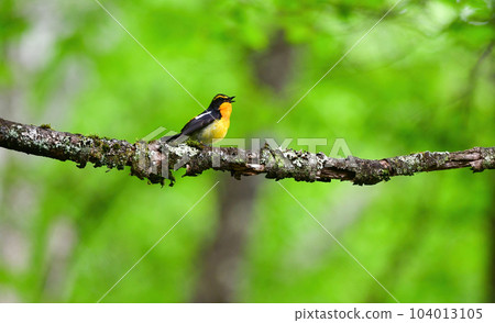 美麗的黃橙色黑色捕蠅器為 Tateshina 和 Karuizawa 的初夏森林增添色彩 104013105