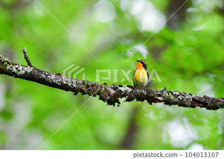 美麗的黃橙色黑色捕蠅器為 Tateshina 和 Karuizawa 的初夏森林增添色彩 104013107