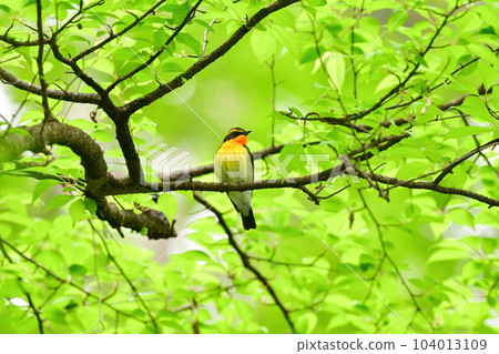 美麗的黃橙色黑色捕蠅器為 Tateshina 和 Karuizawa 的初夏森林增添色彩 104013109