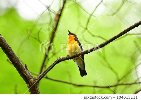 美麗的黃橙色黑色捕蠅器為 Tateshina 和 Karuizawa 的初夏森林增添色彩 104013111