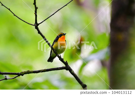 美麗的黃橙色黑色捕蠅器為 Tateshina 和 Karuizawa 的初夏森林增添色彩 104013112