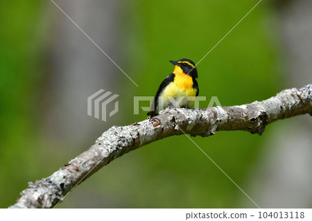 美麗的黃橙色黑色捕蠅器為 Tateshina 和 Karuizawa 的初夏森林增添色彩 104013118