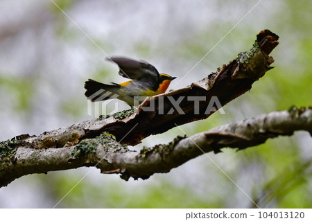 美麗的黃橙色黑色捕蠅器為 Tateshina 和 Karuizawa 的初夏森林增添色彩 104013120