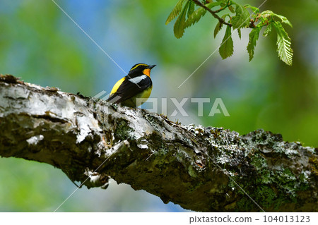 美麗的黃橙色黑色捕蠅器為 Tateshina 和 Karuizawa 的初夏森林增添色彩 104013123